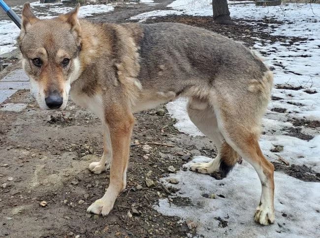 Orfeus, male mixed breed for adoption at Útulek Jimlín — photo 3 of 3