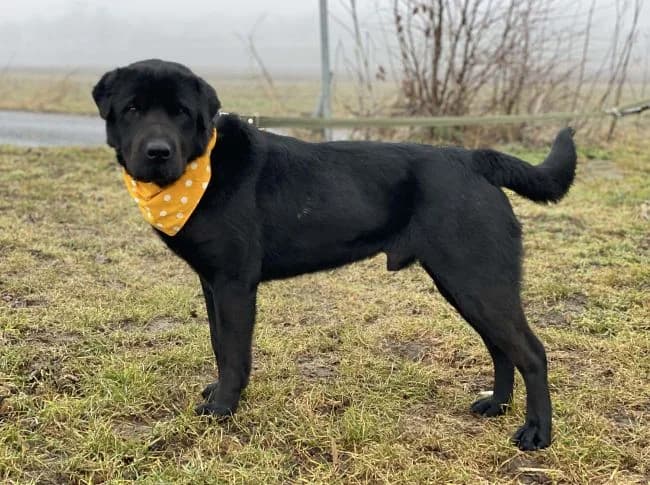 King, male 4yo Labrador Retriever for adoption at Útulek Jimlín