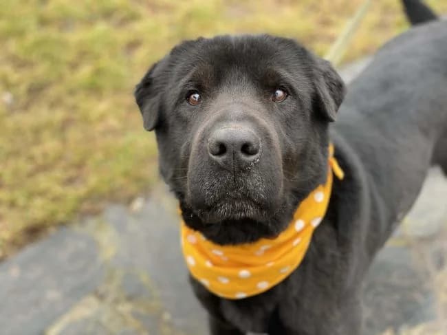 King, male Labrador Retriever for adoption at Útulek Jimlín — photo 2 of 3