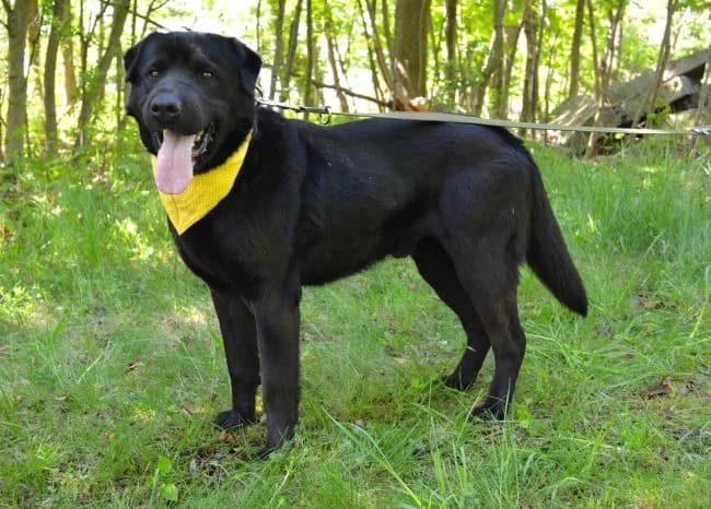 King, male Labrador Retriever for adoption at Útulek Jimlín — photo 3 of 3