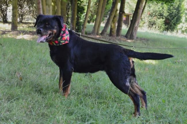 Bublina, female mixed breed for adoption at Útulek Jimlín