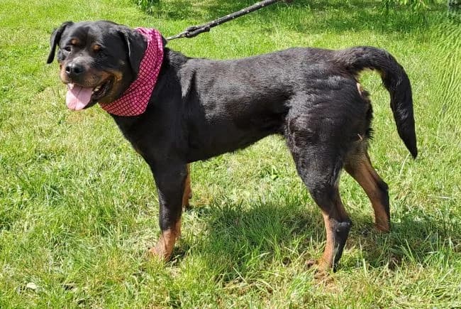 Bublina, female mixed breed for adoption at Útulek Jimlín — photo 2 of 3