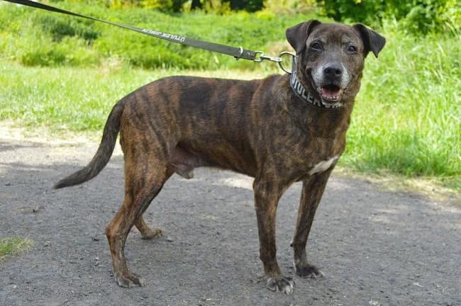 Šediváček, male senior mixed breed for adoption at Útulek Jimlín