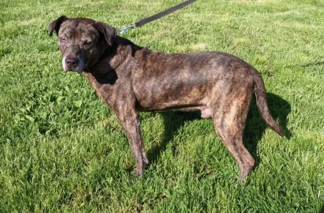 Šediváček, male mixed breed for adoption at Útulek Jimlín — photo 2 of 2