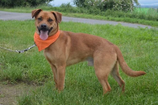 Diesel, male young mixed breed for adoption at Útulek Jimlín