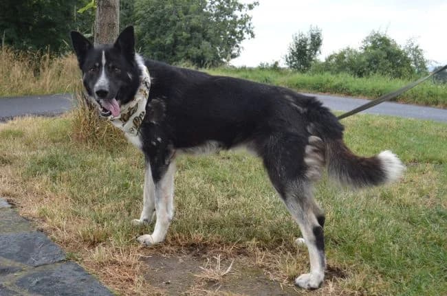 Kenny, male young Border Collie for adoption at Útulek Jimlín