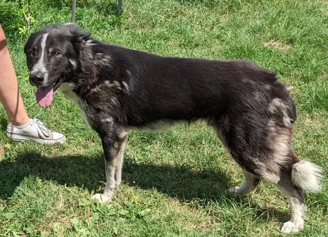 Kenny, male Border Collie for adoption at Útulek Jimlín — photo 2 of 2