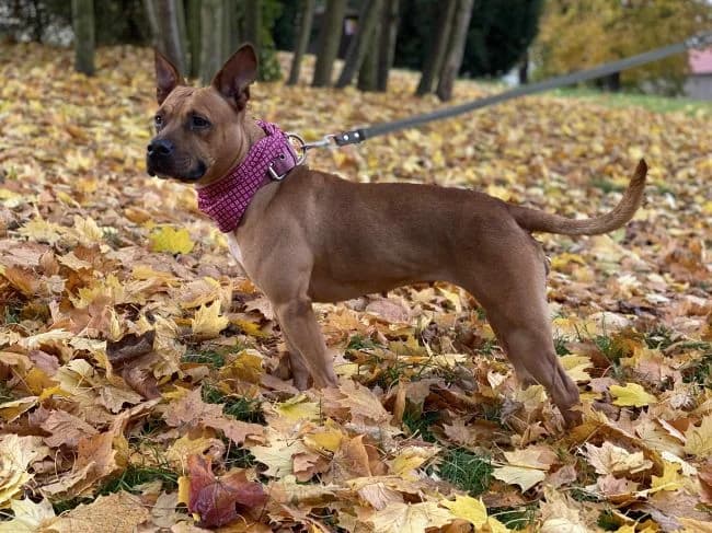 Alfa, female 4yo mixed breed for adoption at Útulek Jimlín