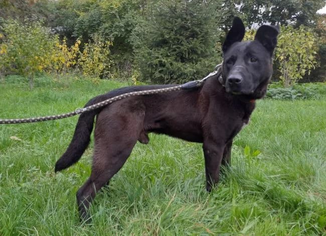Endy, male 7yo mixed breed for adoption at Útulek Jimlín