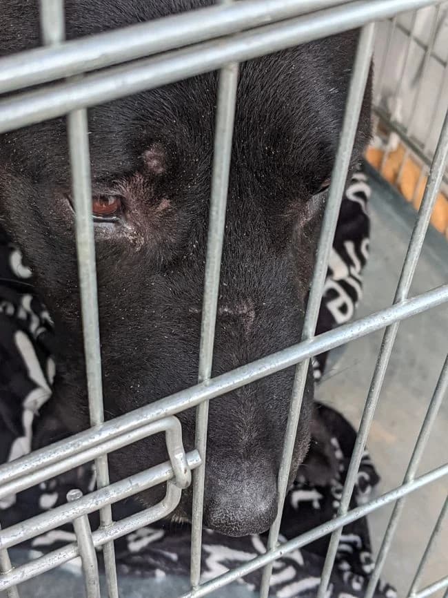 Endy, male mixed breed for adoption at Útulek Jimlín — photo 2 of 2