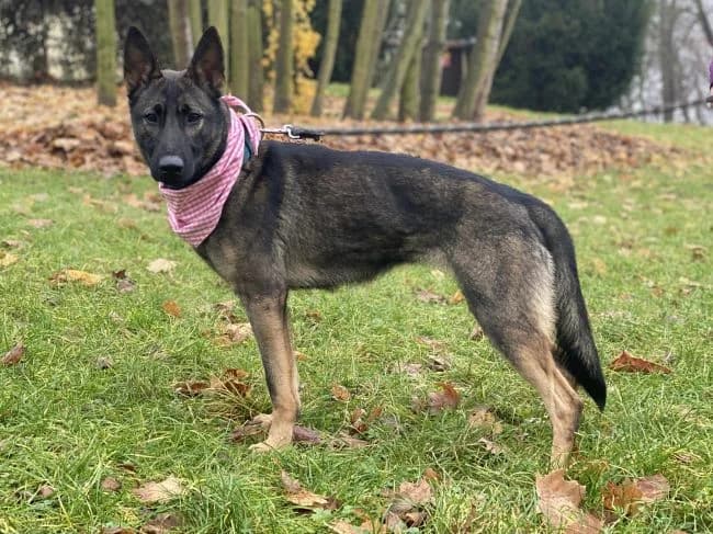 Ally, female 5yo mixed breed for adoption at Útulek Jimlín
