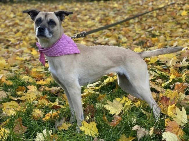 Viktorie, female 7yo mixed breed for adoption at Útulek Jimlín