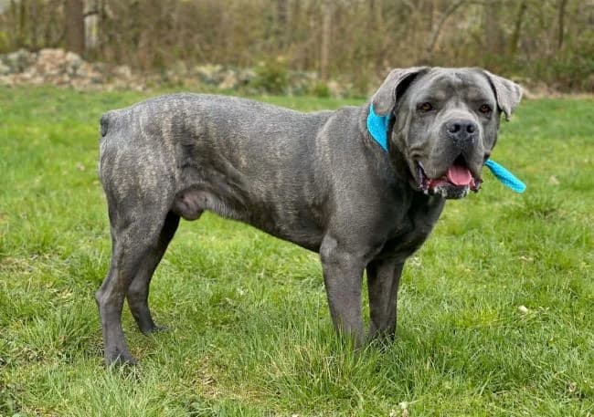 Devil, male 5yo Cane Corso for adoption at Útulek Jimlín