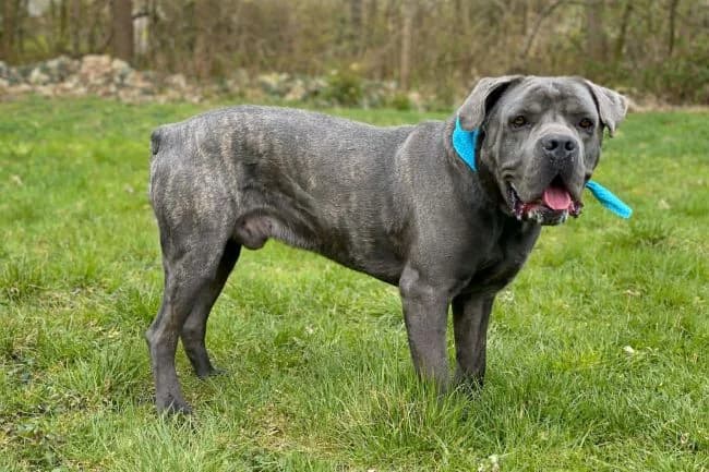 Devil, male Cane Corso for adoption at Útulek Jimlín — photo 2 of 3