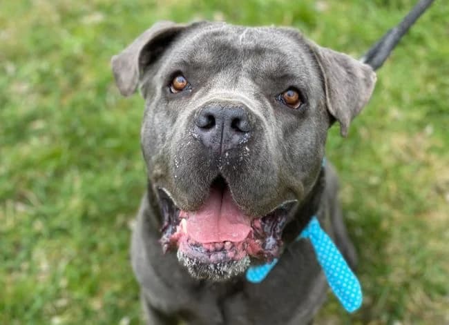 Devil, male Cane Corso for adoption at Útulek Jimlín — photo 3 of 3