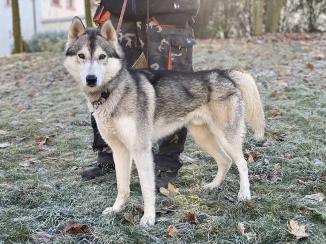 Loki, male young Husky for adoption at Útulek Jimlín