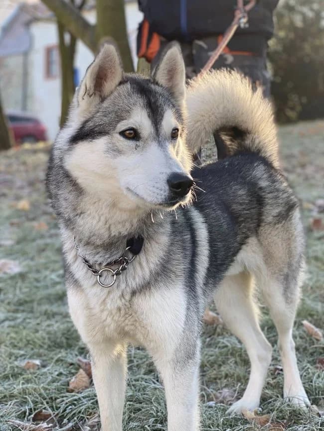 Loki, male Husky for adoption at Útulek Jimlín — photo 2 of 3