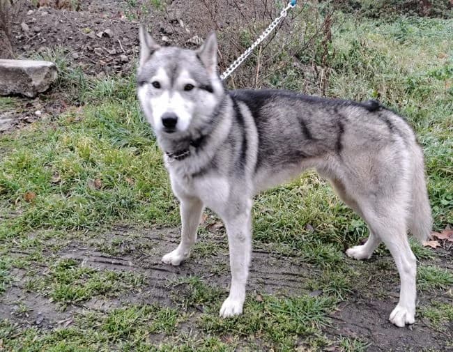 Loki, male Husky for adoption at Útulek Jimlín — photo 3 of 3