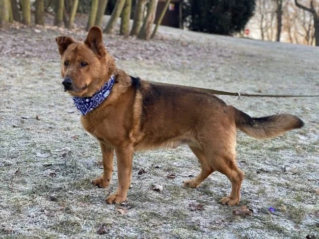 Krakonoš, male senior mixed breed for adoption at Útulek Jimlín