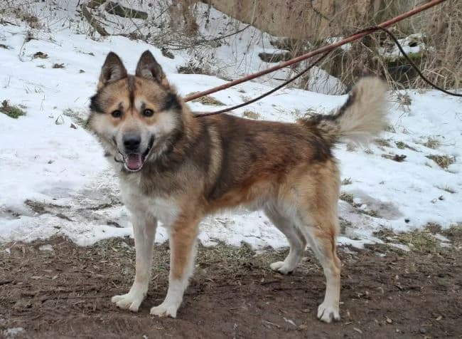 Barney, male young Akita for adoption at Útulek Jimlín