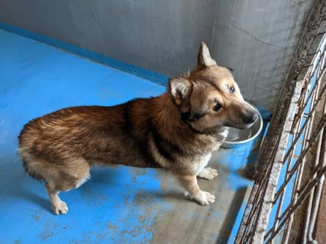 Barney, male Akita for adoption at Útulek Jimlín — photo 2 of 2