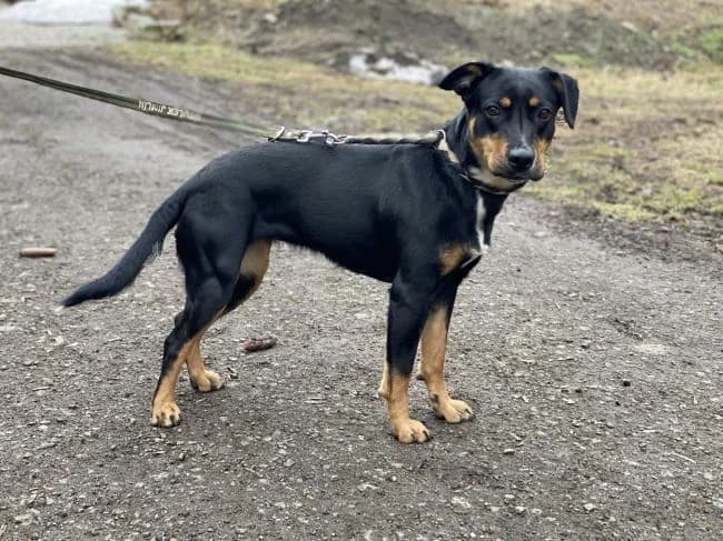 Rebeka, female young mixed breed for adoption at Útulek Jimlín