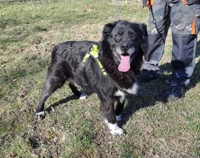Ben, male mixed breed for adoption at Útulek Jimlín