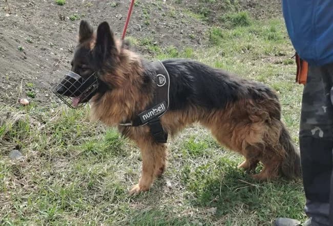 Roky, male 4yo mixed breed for adoption at Útulek Jimlín