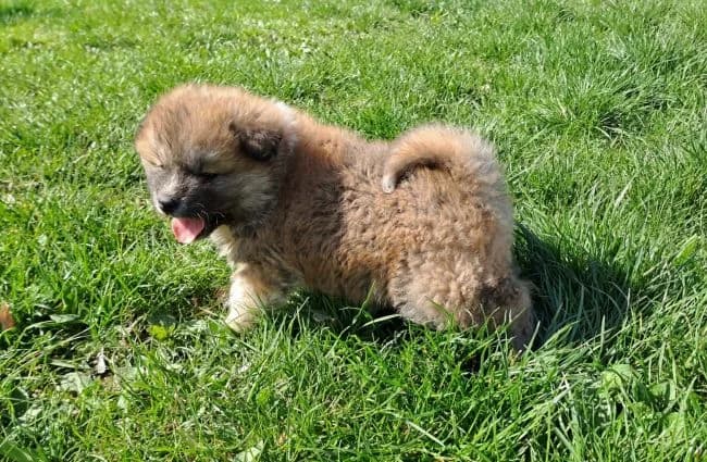 Kulíšek, male puppy Akita for adoption at Útulek Jimlín