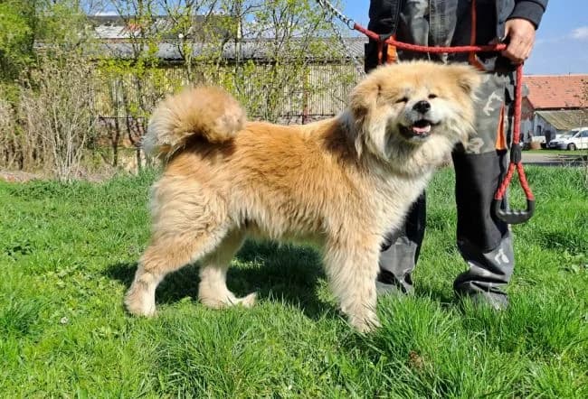 Yukako, female 4yo Akita for adoption at Útulek Jimlín