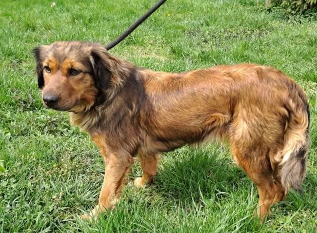 Klárka, female puppy mixed breed for adoption at Útulek Jimlín