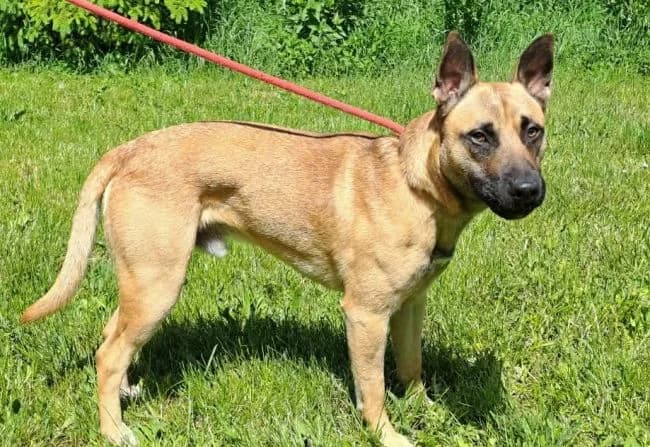 Rocky III, male puppy Belgian Malinois for adoption at Útulek Jimlín