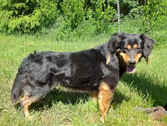 Slaneček, male 5yo mixed breed for adoption at Útulek Jimlín