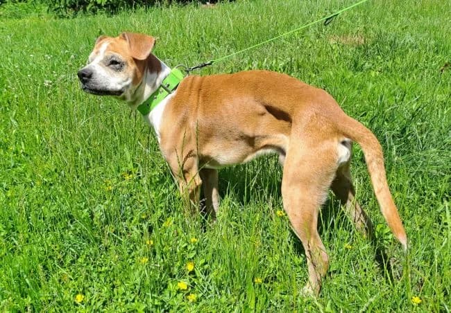 Arnold, male 4yo mixed breed for adoption at Útulek Jimlín