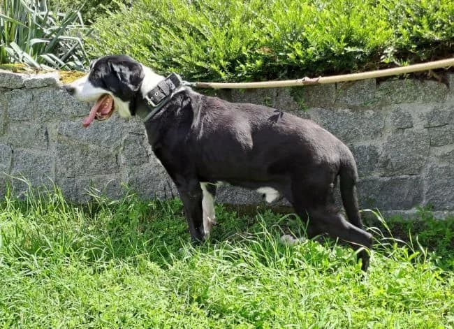 Bad, male senior mixed breed for adoption at Útulek Jimlín