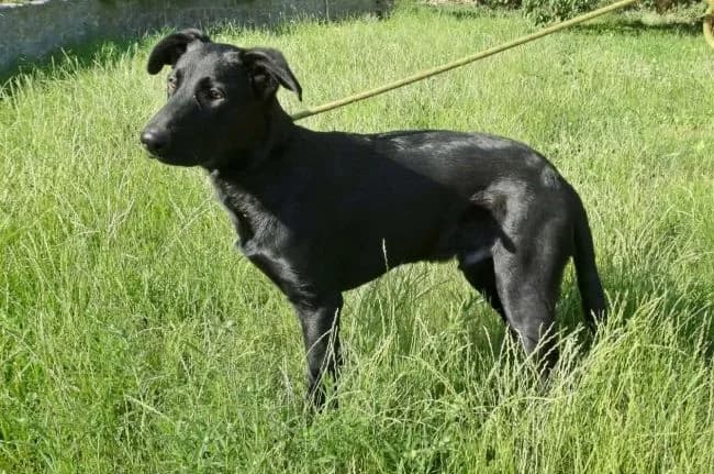 Sta, male puppy Labrador Retriever for adoption at Útulek Jimlín