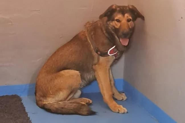 Fixík, male puppy mixed breed for adoption at Útulek Jimlín