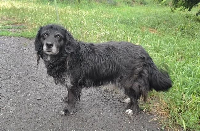Nelina, female senior mixed breed for adoption at Útulek Jimlín