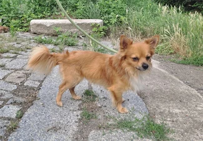 Tomík, male 4yo mixed breed for adoption at Útulek Jimlín
