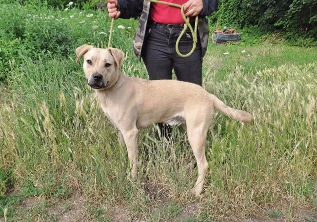 Toník, male young Labrador Retriever for adoption at Útulek Jimlín