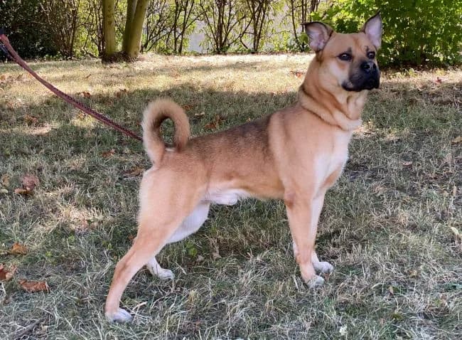 Brutus, male mixed breed for adoption at Útulek Jimlín