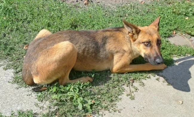 Akira, female young Belgian Malinois for adoption at Útulek Jimlín