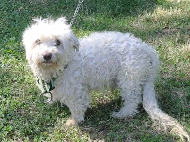 Žerýček, male mixed breed for adoption at Útulek Jimlín