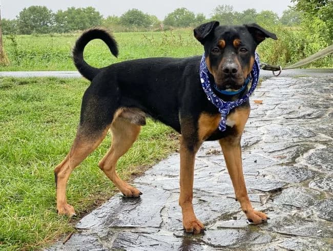 Diablo, male young mixed breed for adoption at Útulek Jimlín