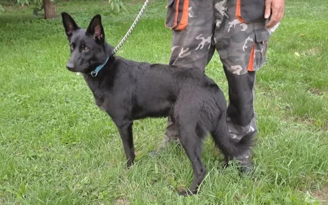 Junior, male Border Collie for adoption at Útulek Jimlín