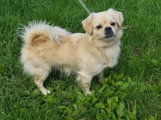 Goliášek, male mixed breed for adoption at Útulek Jimlín
