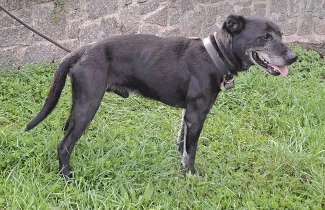 Samson, male senior Labrador Retriever for adoption at Útulek Jimlín