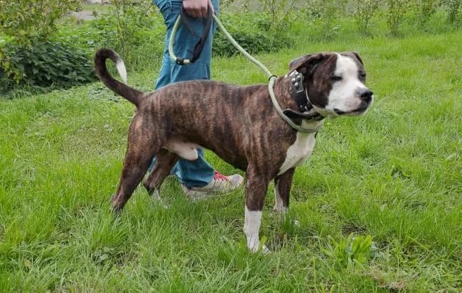 Dion, male 6yo mixed breed for adoption at Útulek Jimlín