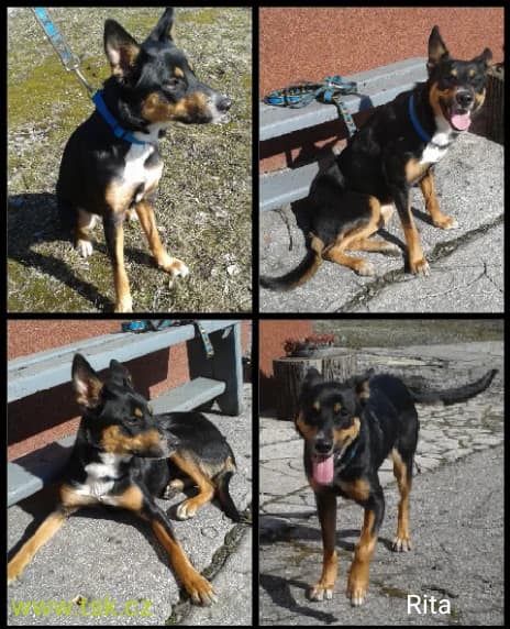 RITA, Trikolor female young mixed breed for adoption at Psí útulek Karviná (TSK), Karviná