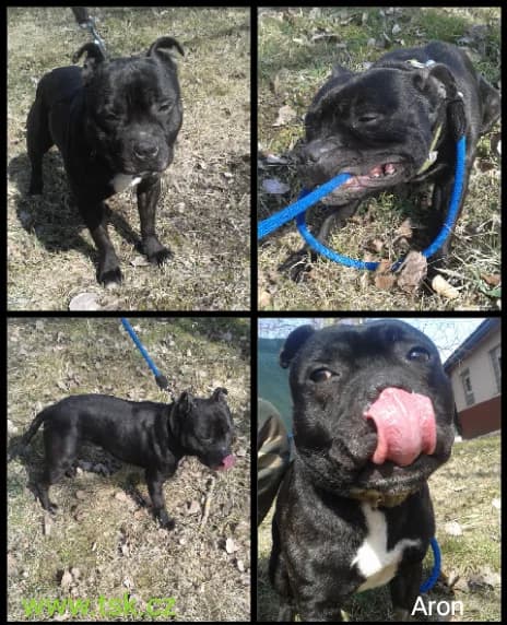 ARON, Černý, žíhaný s bílou náprsenkou male 4yo mixed breed for adoption at Psí útulek Karviná (TSK), Karviná